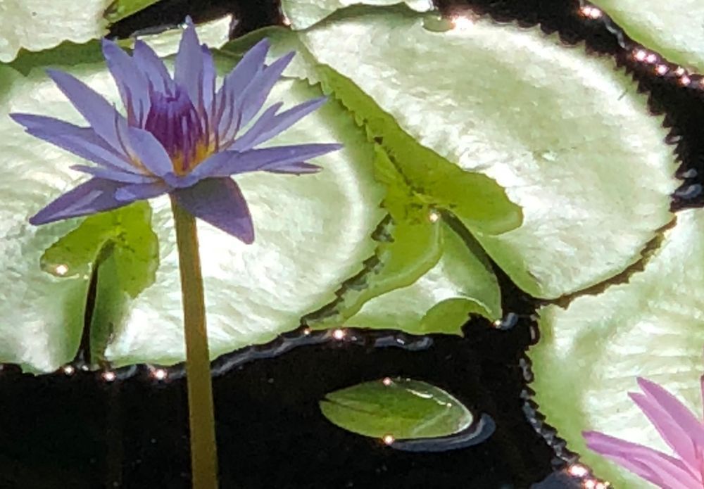 Water Lilies:  Gentle Flower Art | Lisa T, LLC dba Studio Artistica