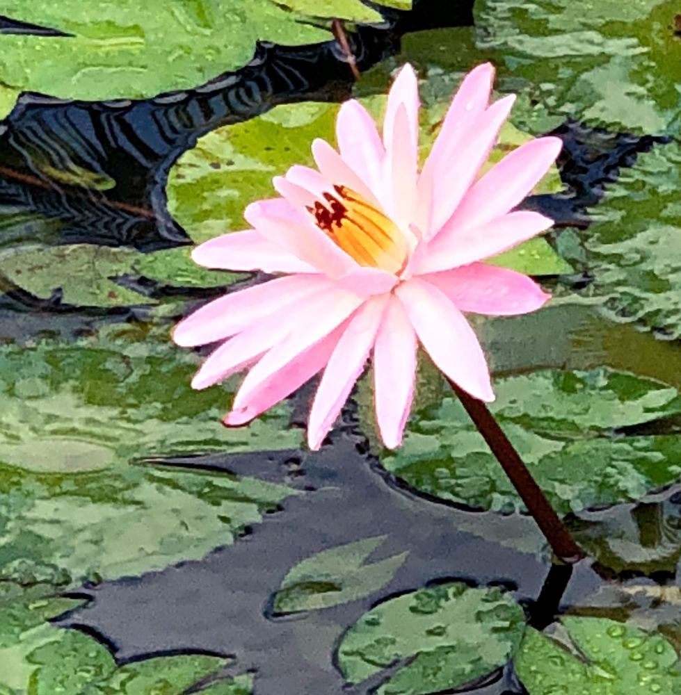 Water Lilies:  Hello Sunshine Art | Lisa T, LLC dba Studio Artistica