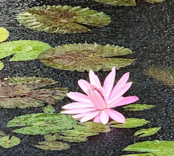 Water Lilies:  Pink In The Rain Art | Studio Artistica Lisa T, LLC