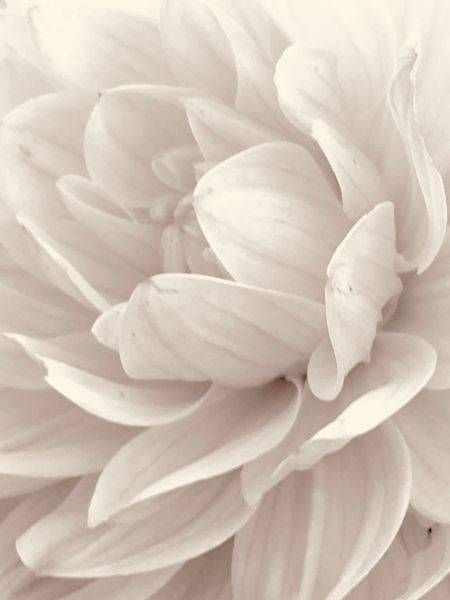 White Peony:  Pure Petals Art | Lisa T, LLC dba Studio Artistica