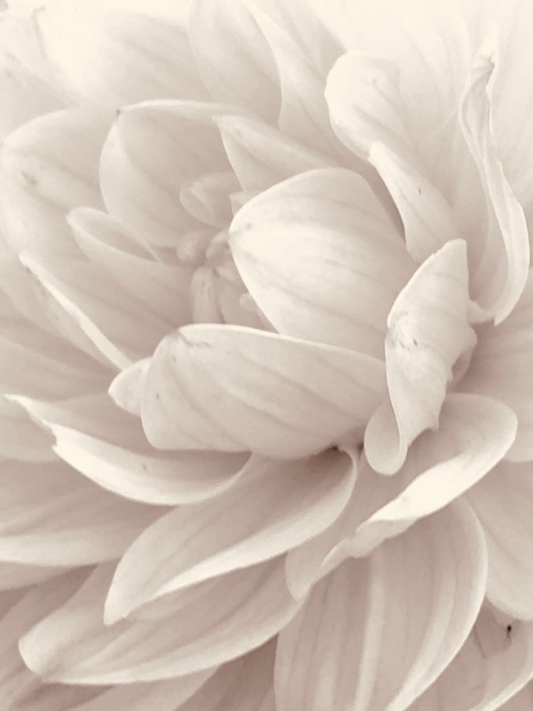 White Peony:  Pure Petals Art | Lisa T, LLC dba Studio Artistica