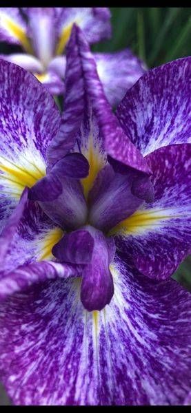 Orchid:  Violet Art | Lisa T, LLC dba Studio Artistica