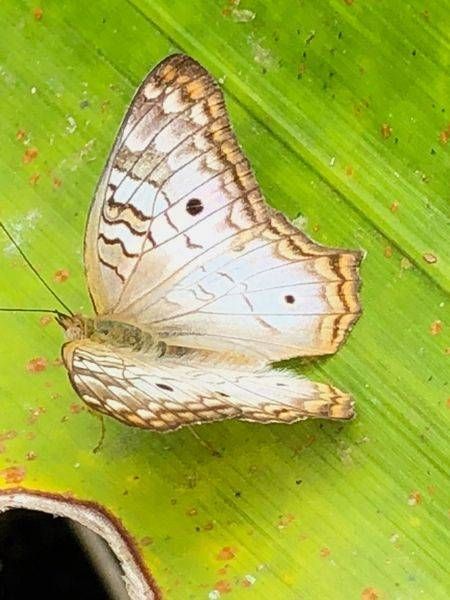 Flutterby Ii Art | Lisa T, LLC dba Studio Artistica