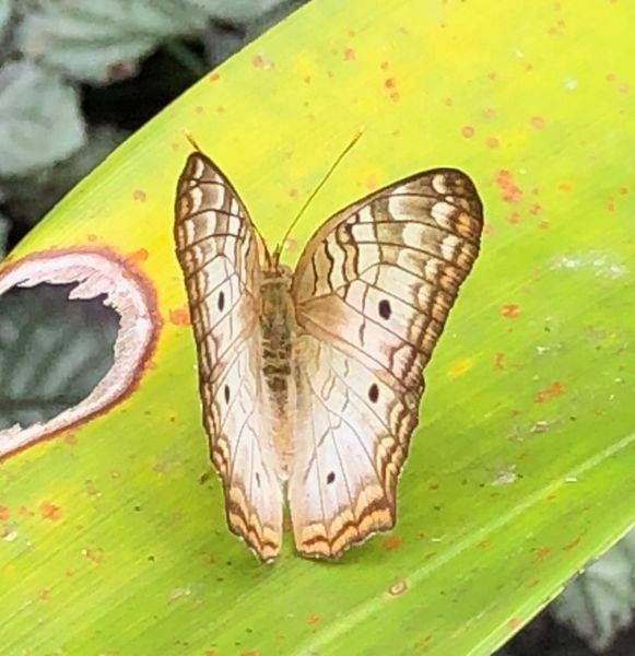 Flutterby Iii Art | Lisa T, LLC dba Studio Artistica