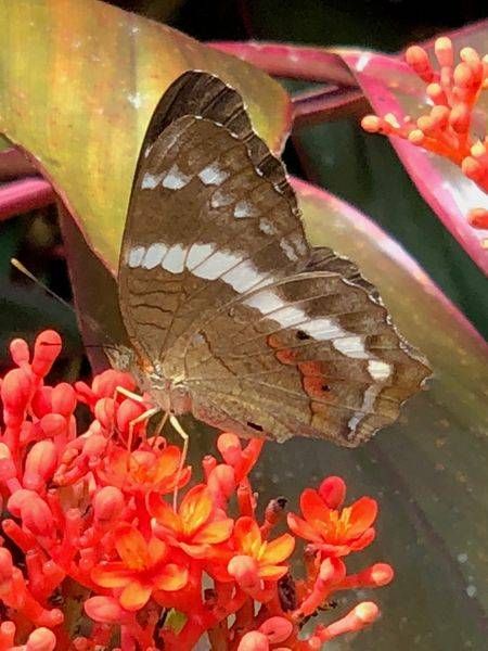 Flutterby Art | Lisa T, LLC dba Studio Artistica