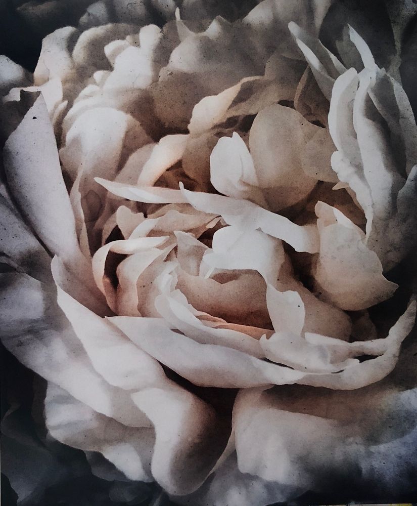 Peony Ii Art | Lisa T, LLC dba Studio Artistica