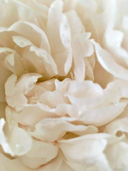 White Peony: Ruffles Art | Lisa T, LLC dba Studio Artistica