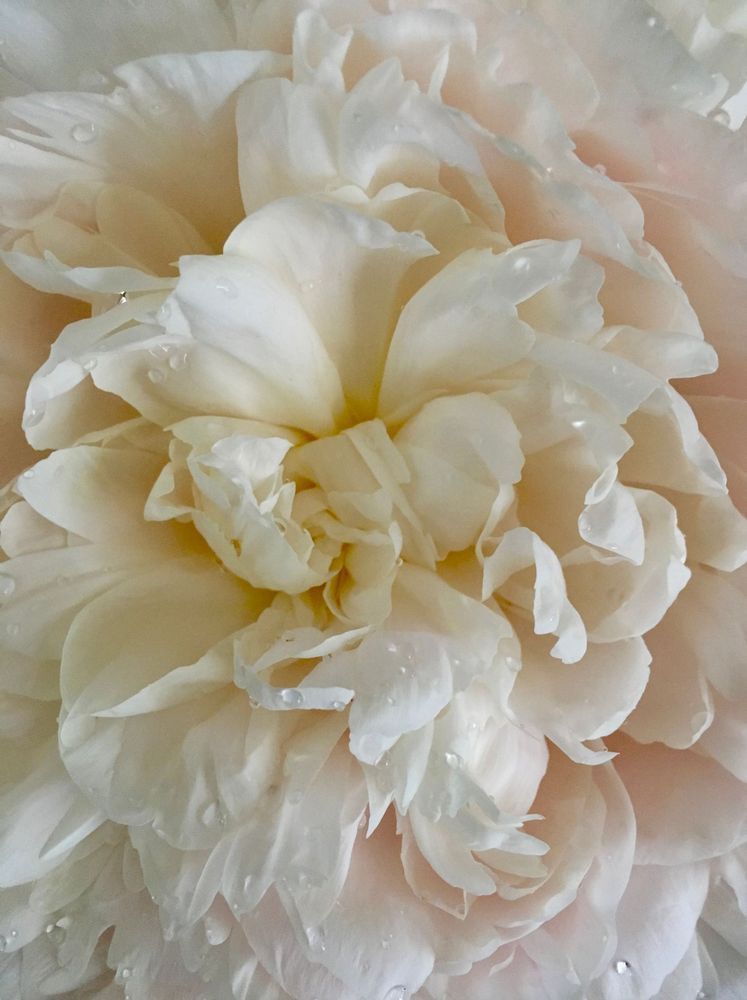 White Peony:  Seduction Art | Lisa T, LLC dba Studio Artistica