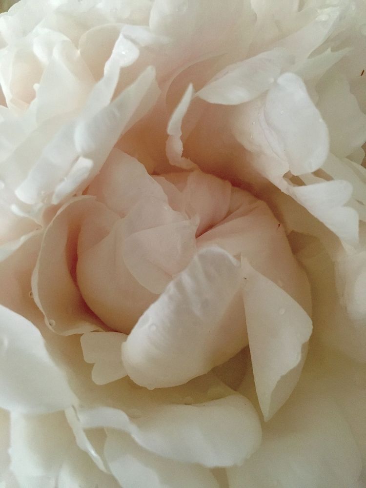 Blushing Peony: Awakening Art | Lisa T, LLC dba Studio Artistica