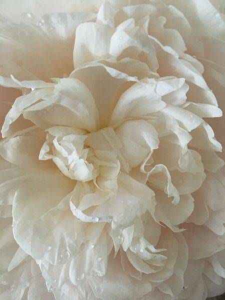 White Peony:  Lace Art | Lisa T, LLC dba Studio Artistica