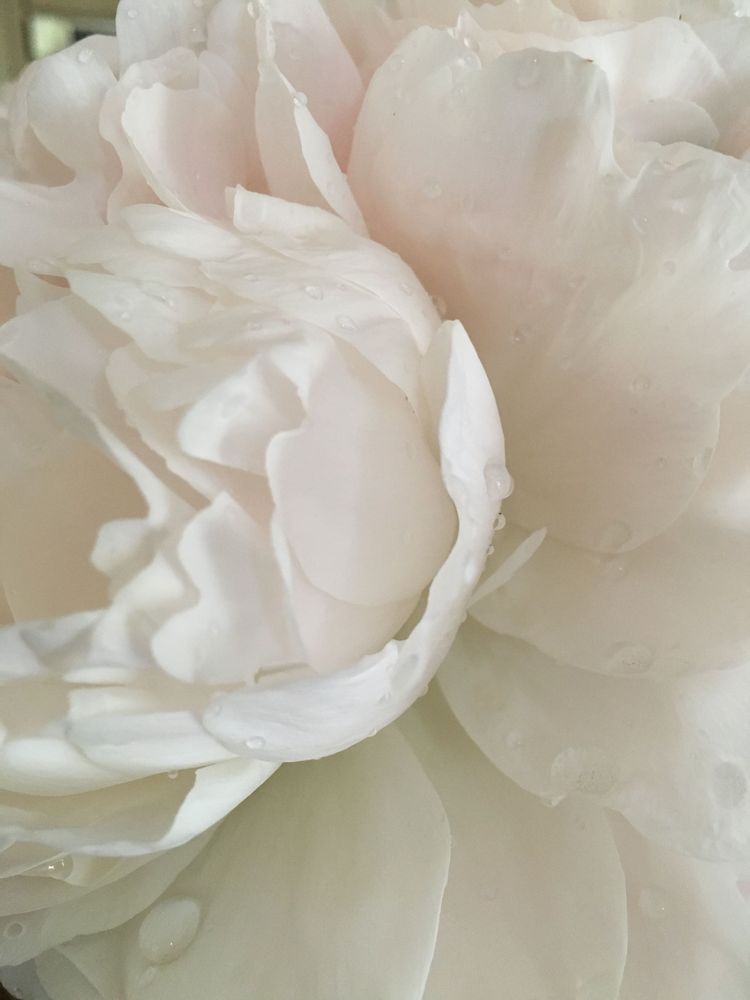 White Peony: Fan Art | Lisa T, LLC dba Studio Artistica