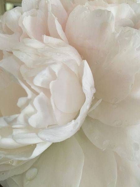 White Peony: Fan Art | Lisa T, LLC dba Studio Artistica