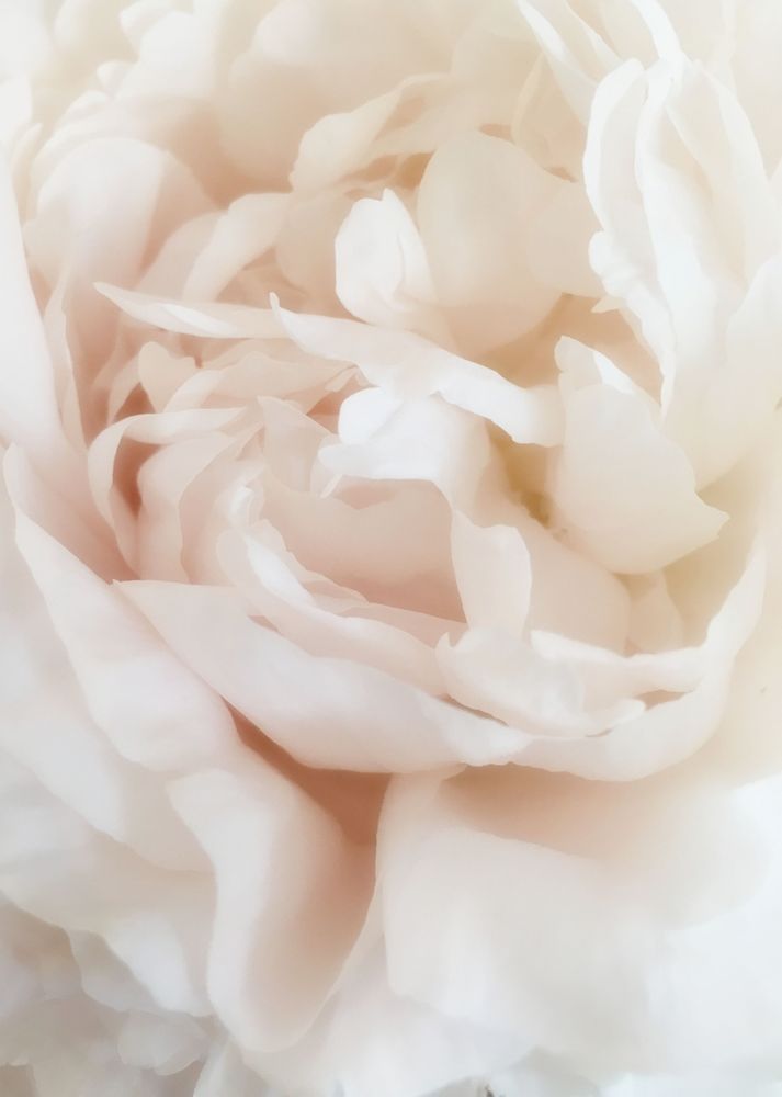 Blushing Peony Iii Art | Lisa T, LLC dba Studio Artistica