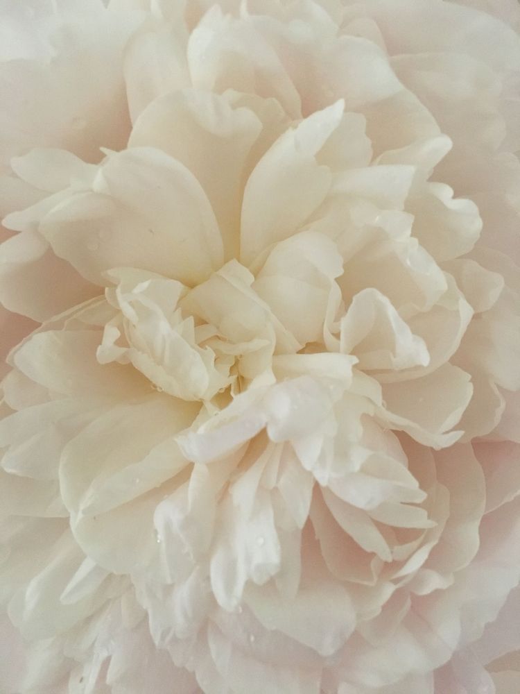 Blushing Peony Ii Art | Lisa T, LLC dba Studio Artistica