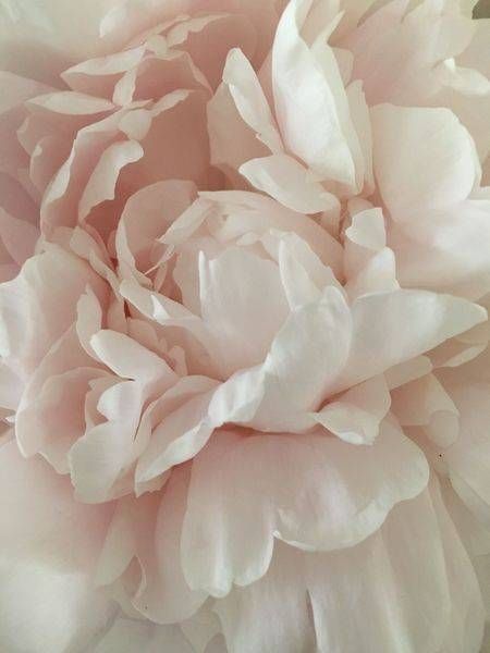 Blushing Peony Vii Art | Lisa T, LLC dba Studio Artistica