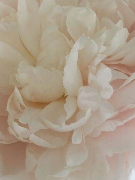 Blushing Peony Iv Art | Lisa T, LLC dba Studio Artistica