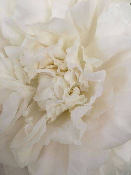 White Peony:  Whisper Art | Lisa T, LLC dba Studio Artistica