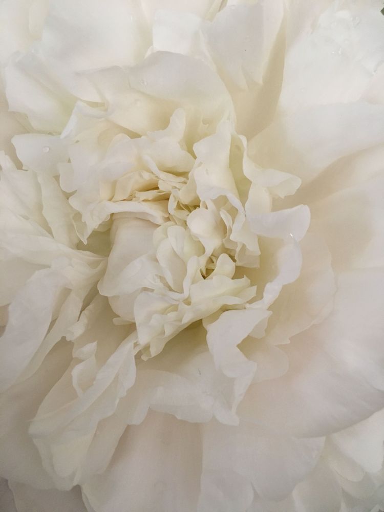 White Peony:  Whisper Art | Lisa T, LLC dba Studio Artistica