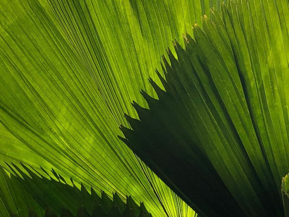 Palms:  So Citrine Art | Lisa T, LLC dba Studio Artistica