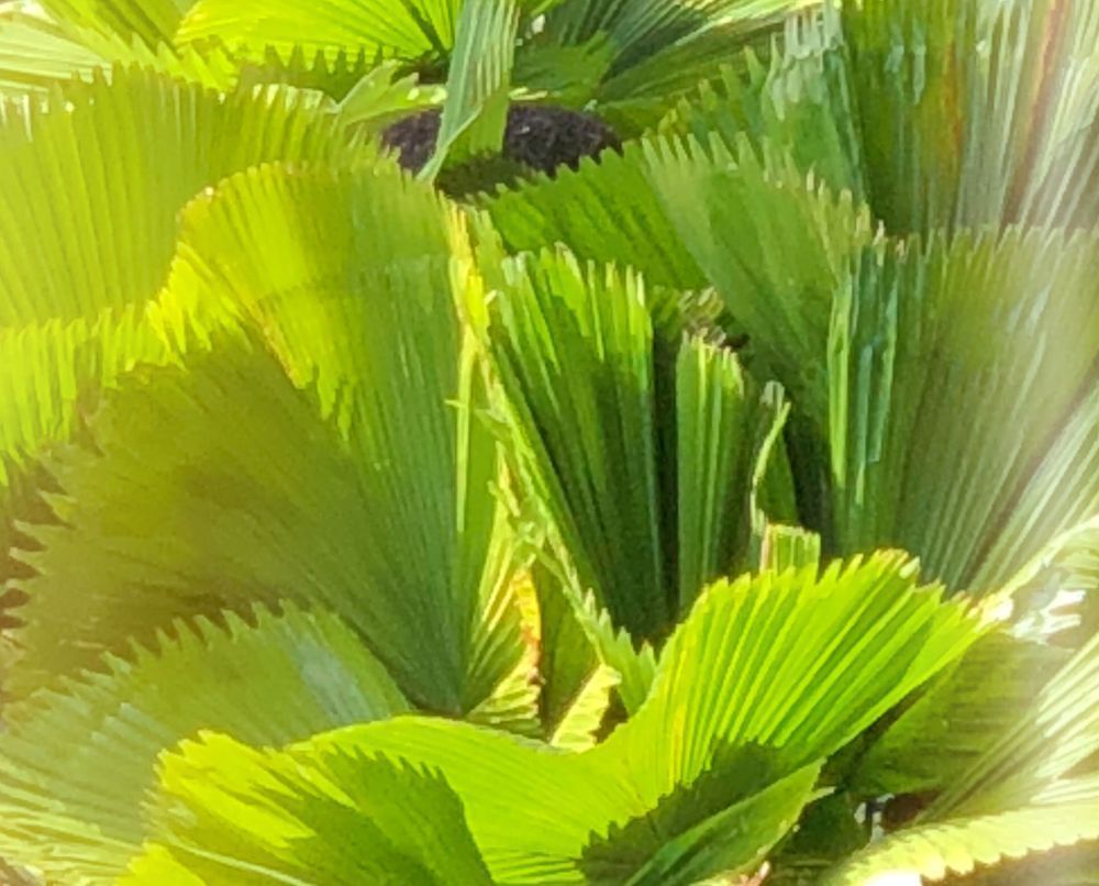 Palms Ii Art | Lisa T, LLC dba Studio Artistica