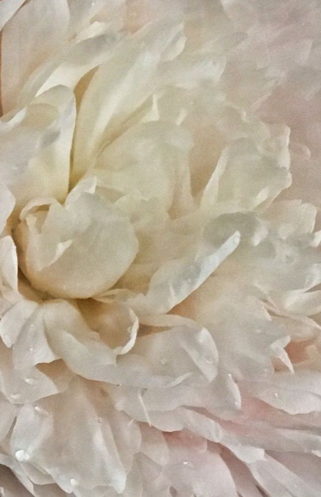 White Peony:  Purity Art | Lisa T, LLC dba Studio Artistica