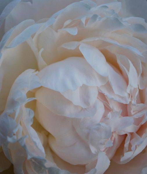 Blushing Peony Xi Art | Studio Artistica Lisa T, LLC