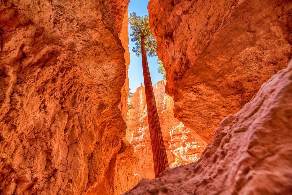 Bryce Canyon Coming Out Of The Dark Art | Michael Blanchard Inspirational Photography - Crossroads Gallery