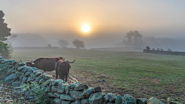 Brookside Farm Oxen Fog Art | Michael Blanchard Inspirational Photography - Crossroads Gallery