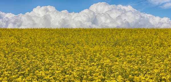 Balycotton Fields Of Gold Art | Michael Blanchard Inspirational Photography - Crossroads Gallery