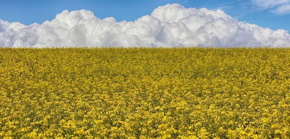 Balycotton Fields Of Gold Art | Michael Blanchard Inspirational Photography - Crossroads Gallery