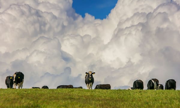 Ballycotton Cows Art | Michael Blanchard Inspirational Photography - Crossroads Gallery