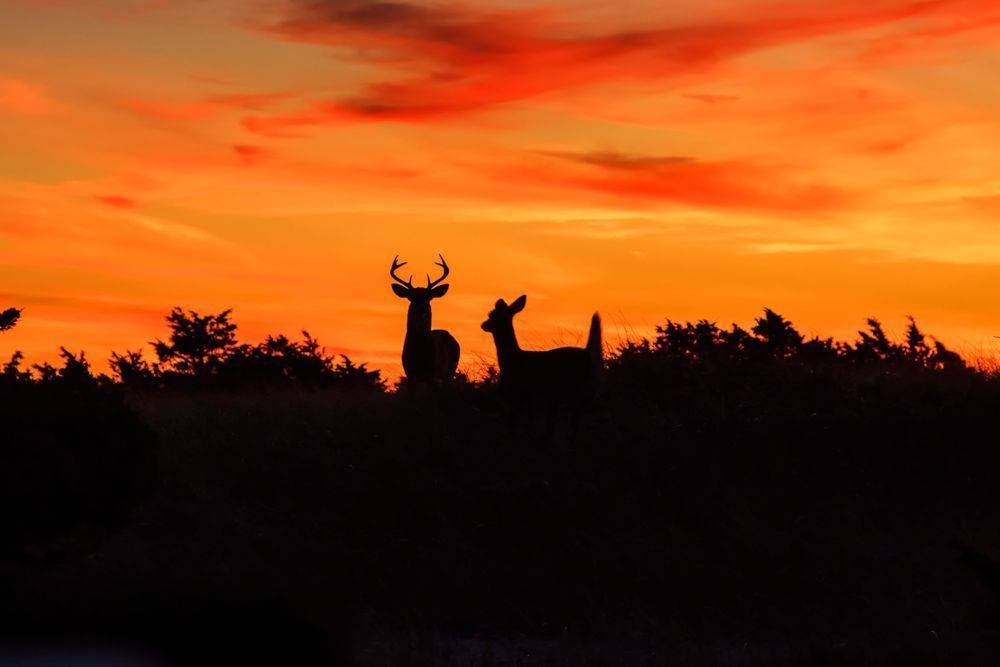 Cape Poge Buck And Doe Art | Michael Blanchard Inspirational Photography - Crossroads Gallery