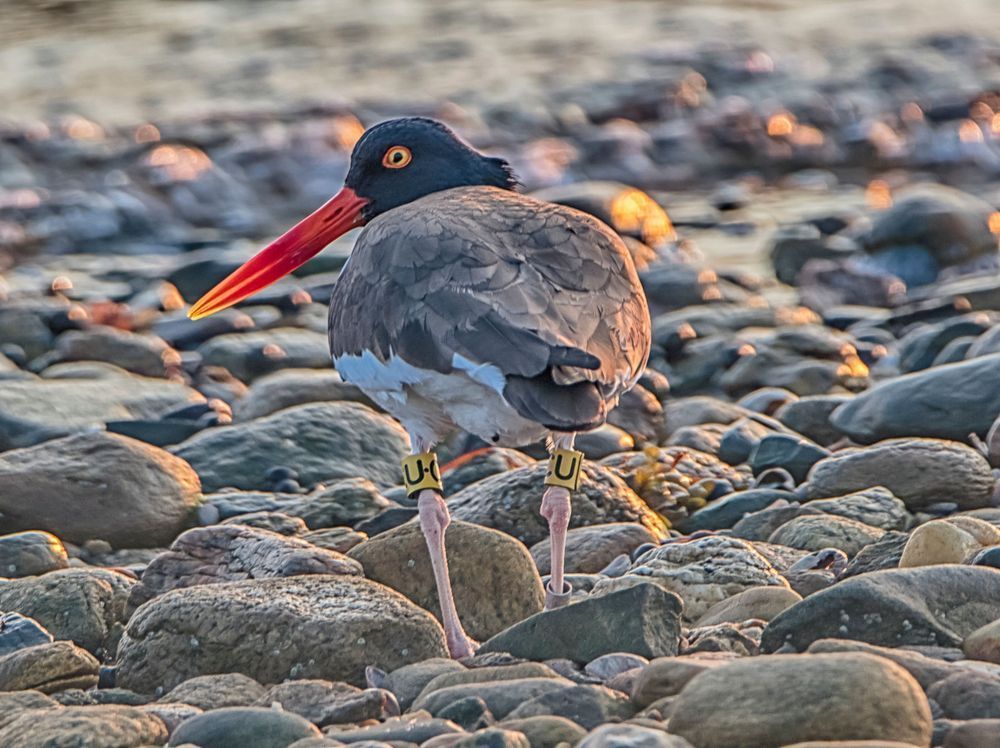 Cape Poge Oyster Catcher Art | Michael Blanchard Inspirational Photography - Crossroads Gallery