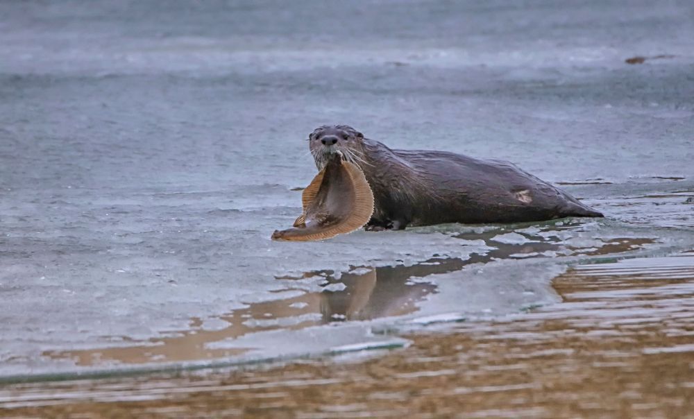 Cape Poge Sea Otter And Fluke Art | Michael Blanchard Inspirational Photography - Crossroads Gallery