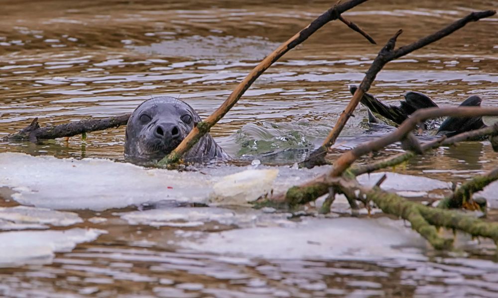 Cape Poge Seal Art | Michael Blanchard Inspirational Photography - Crossroads Gallery