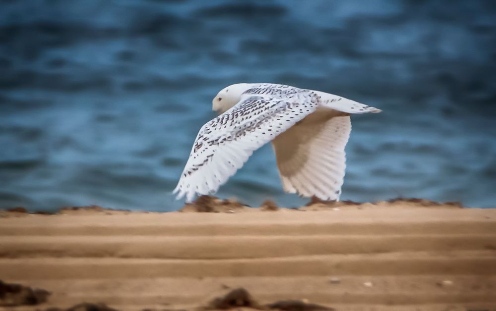 Cape Poge Snowy Owl In Flight Art | Michael Blanchard Inspirational Photography - Crossroads Gallery