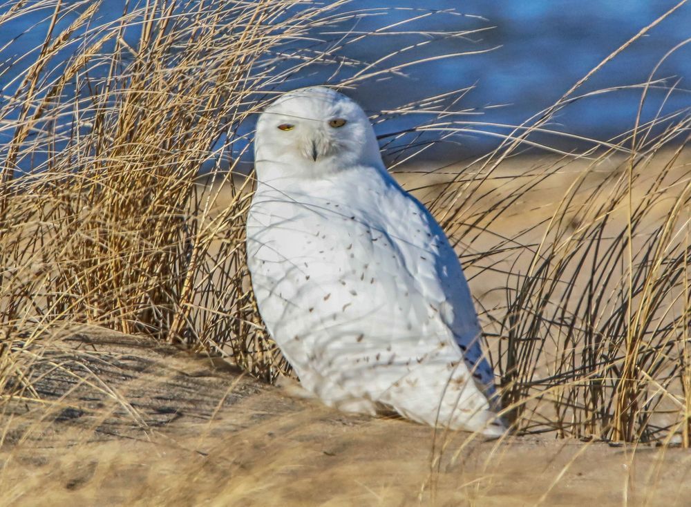 Cape Poge Snowy Owl Art | Michael Blanchard Inspirational Photography - Crossroads Gallery