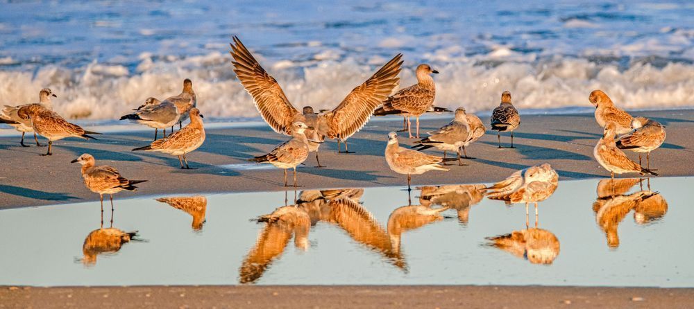 Cape Hatteras Seashore Bird Reflections Art | Michael Blanchard Inspirational Photography - Crossroads Gallery