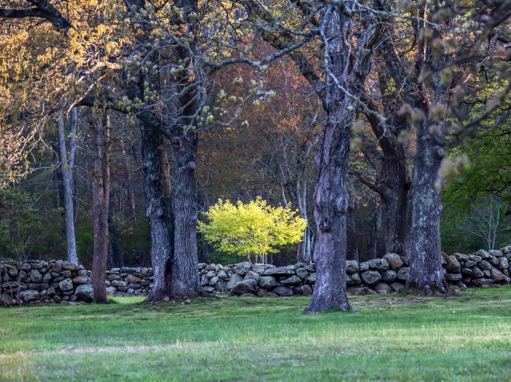 Chilmark Solitary Tree Art | Michael Blanchard Inspirational Photography - Crossroads Gallery