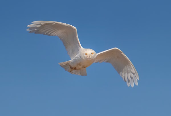 Chappy Snowy Owl In Flight 2020 Art | Michael Blanchard Inspirational Photography - Crossroads Gallery