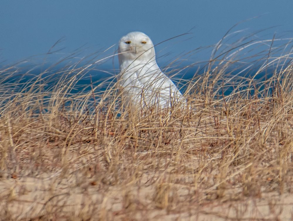 Chappy Snowy Owl 2020 Art | Michael Blanchard Inspirational Photography - Crossroads Gallery