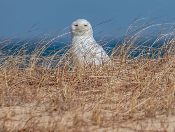 Chappy Snowy Owl 2020 Art | Michael Blanchard Inspirational Photography - Crossroads Gallery