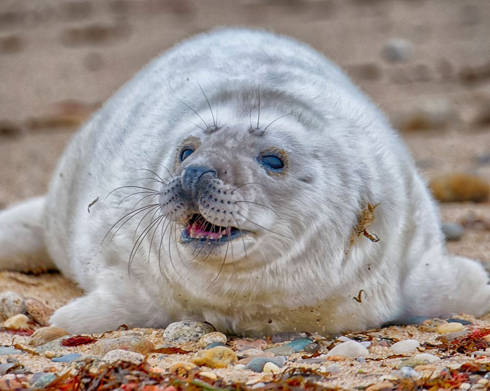 Chappy Seal Pup Art | Michael Blanchard Inspirational Photography - Crossroads Gallery