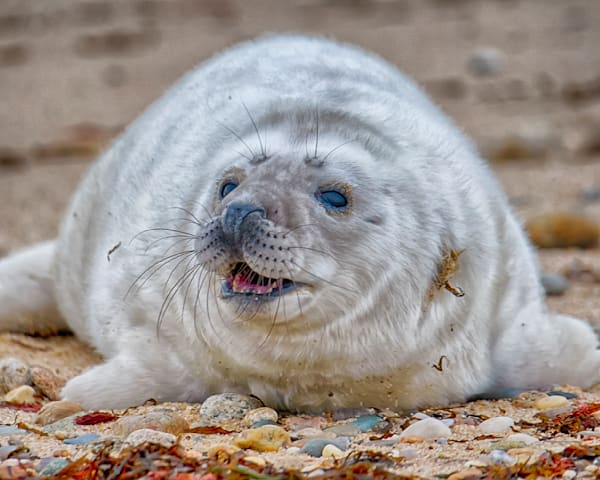Chappy Seal Pup Art | Michael Blanchard Inspirational Photography - Crossroads Gallery