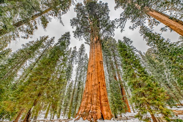 General Sherman Sequoia Art | Michael Blanchard Inspirational Photography - Crossroads Gallery