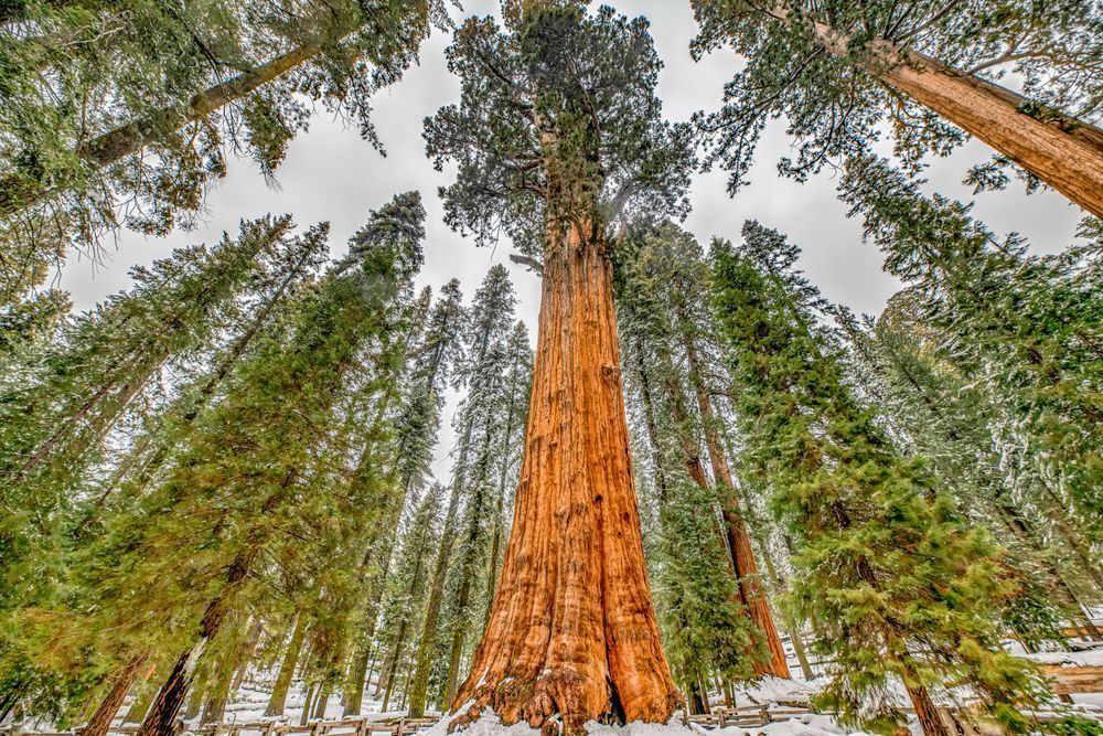 General Sherman Sequoia Art | Michael Blanchard Inspirational Photography - Crossroads Gallery