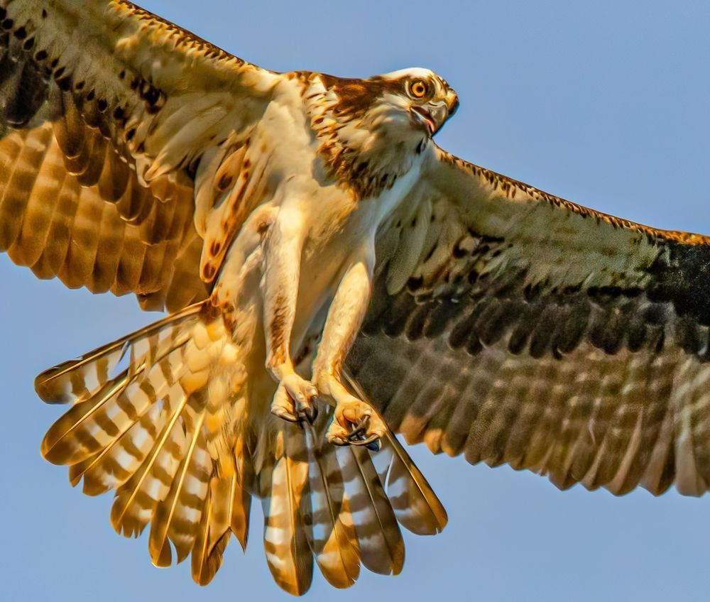Golden Osprey Art | Michael Blanchard Inspirational Photography - Crossroads Gallery