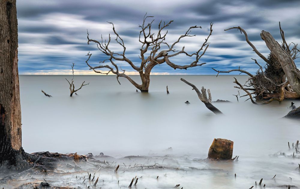 Jekyll Island Driftwood Beach Art | Michael Blanchard Inspirational Photography - Crossroads Gallery