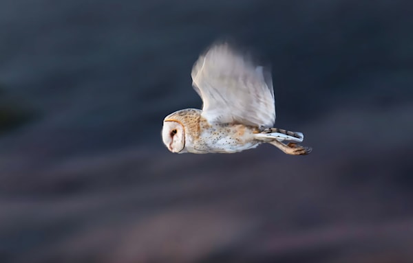 Katama Barn Owl In Flight Art | Michael Blanchard Inspirational Photography - Crossroads Gallery