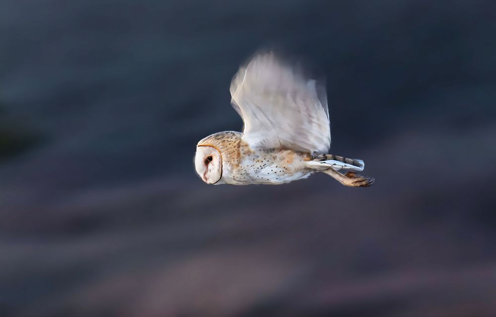 Katama Barn Owl In Flight Art | Michael Blanchard Inspirational Photography - Crossroads Gallery